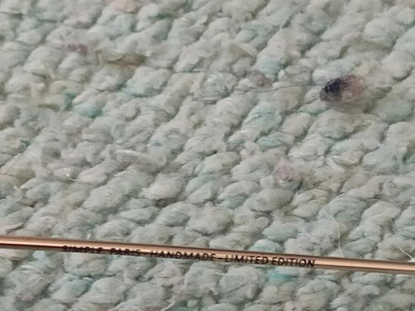 SIMPLE  RAVISH029-52-20-145