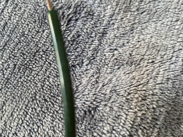 Lacoste - L28803155419145 54¤19