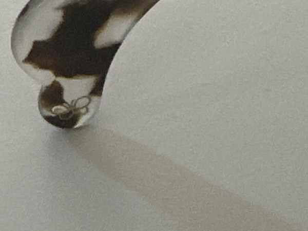 BOTTEGA VENETA - BV195S