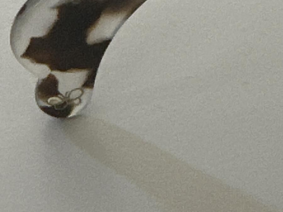 BOTTEGA VENETA - BV195S