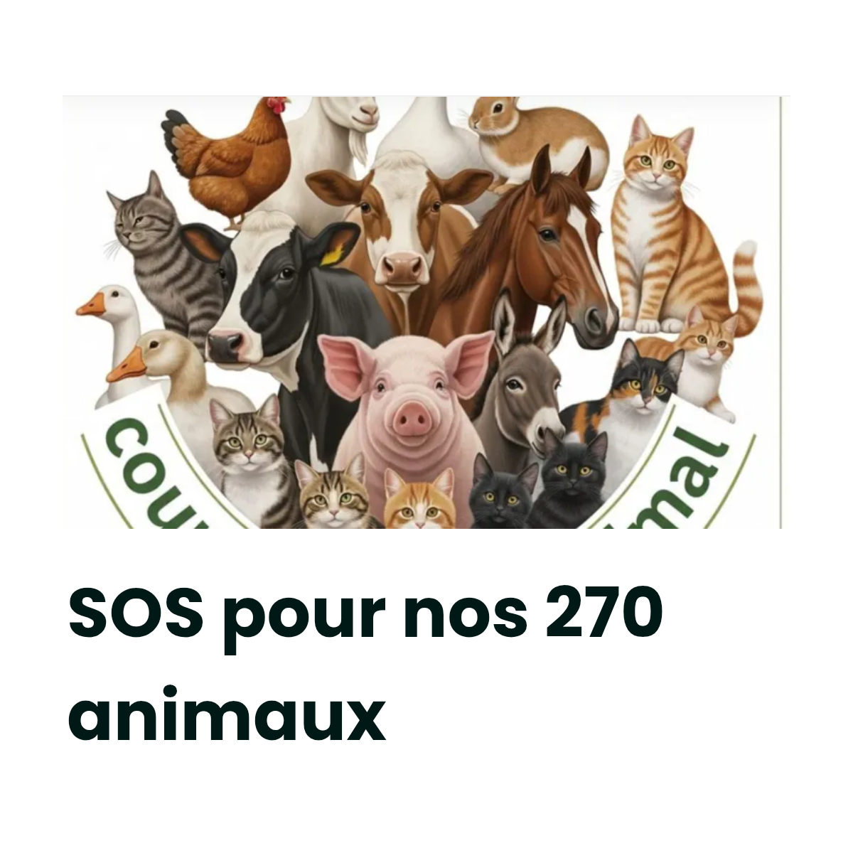 Les Lunettes du refuge CCA