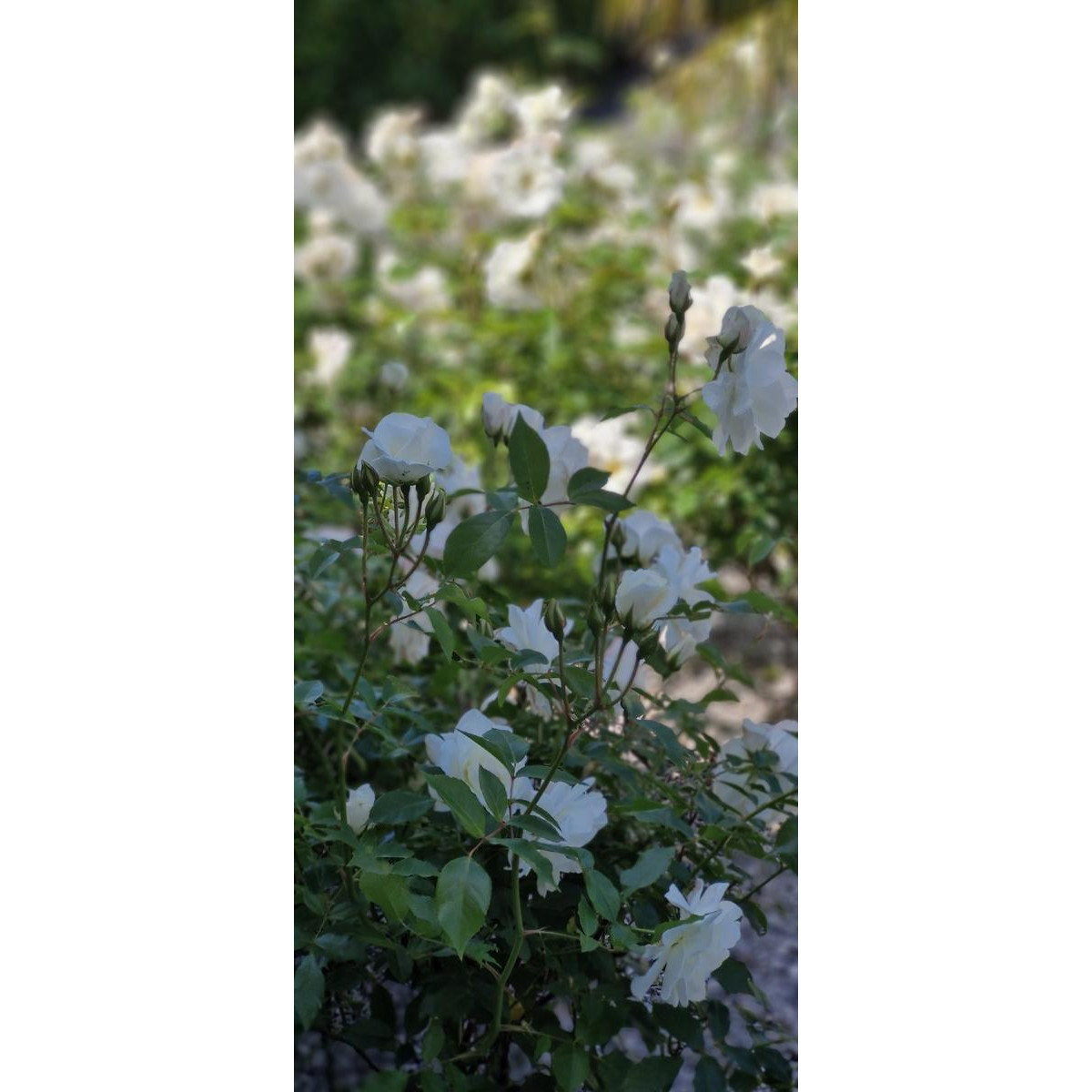 Flowercoco